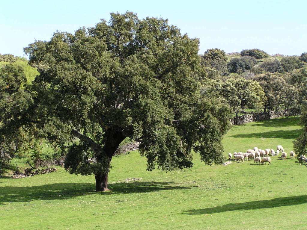 La Cerca Del Alcornoque Casas de Belvis