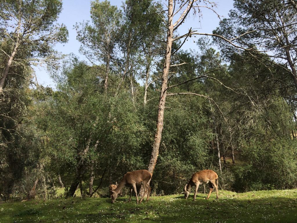 La Cerca Del Alcornoque Landhuis *